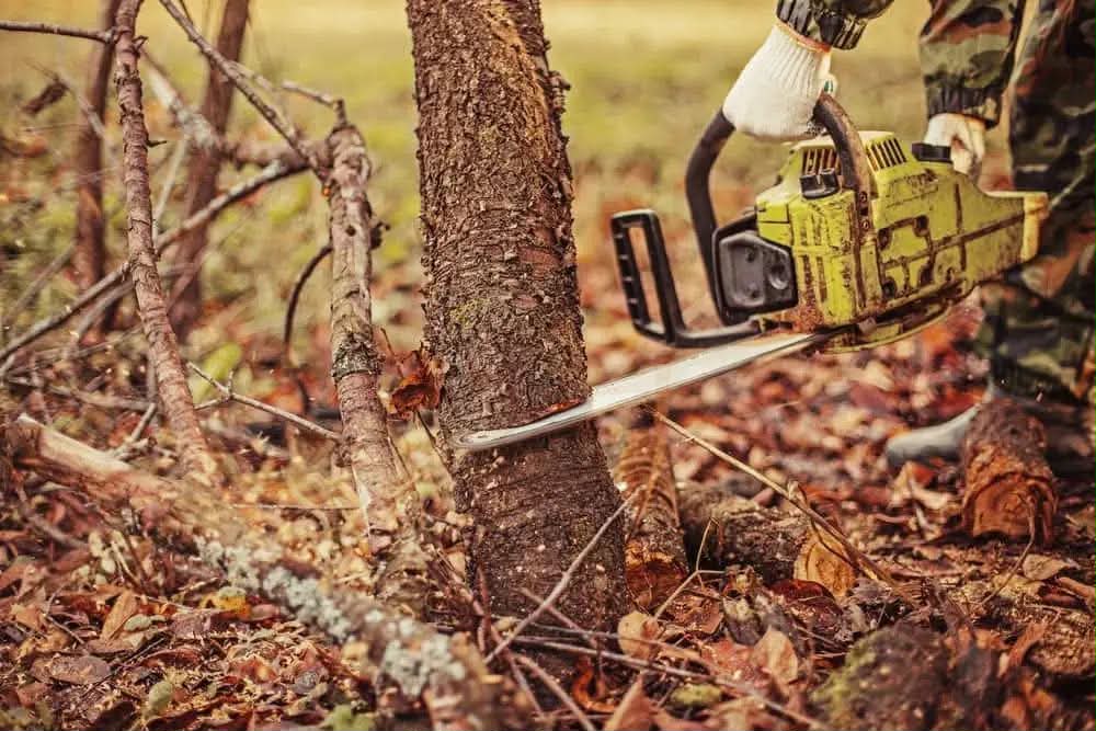 Cutting Trees